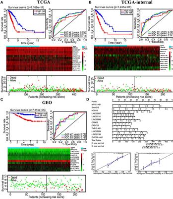 Identification of an autophagy-related 12-lncRNA signature and evaluation of NFYC-AS1 as a pro-cancer factor in lung adenocarcinoma